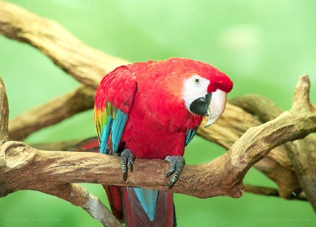 Red parrot on a branch