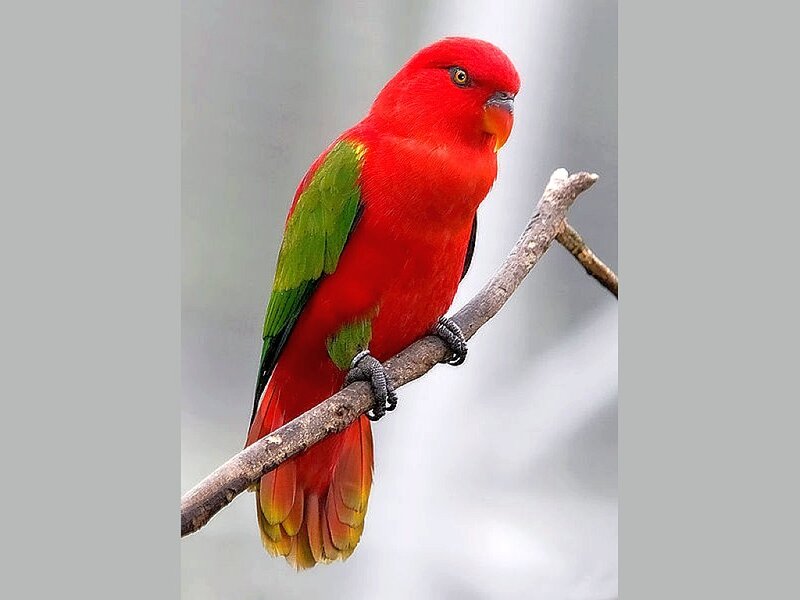 Red parrot on a branch