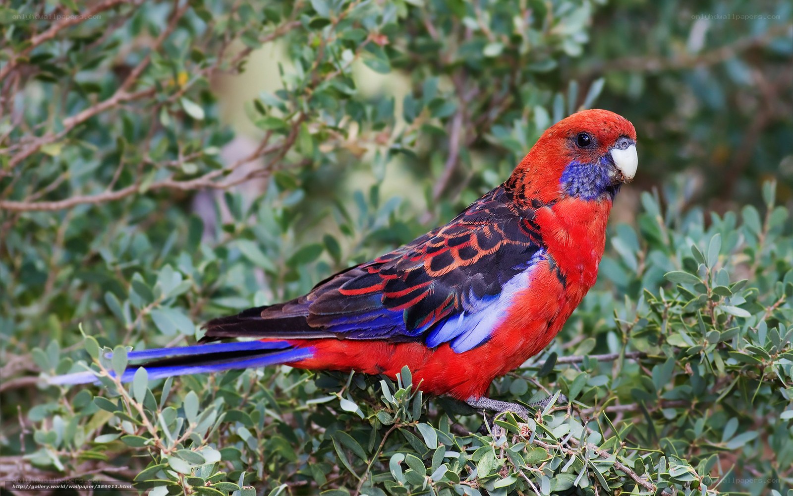 Red parrot on a branch