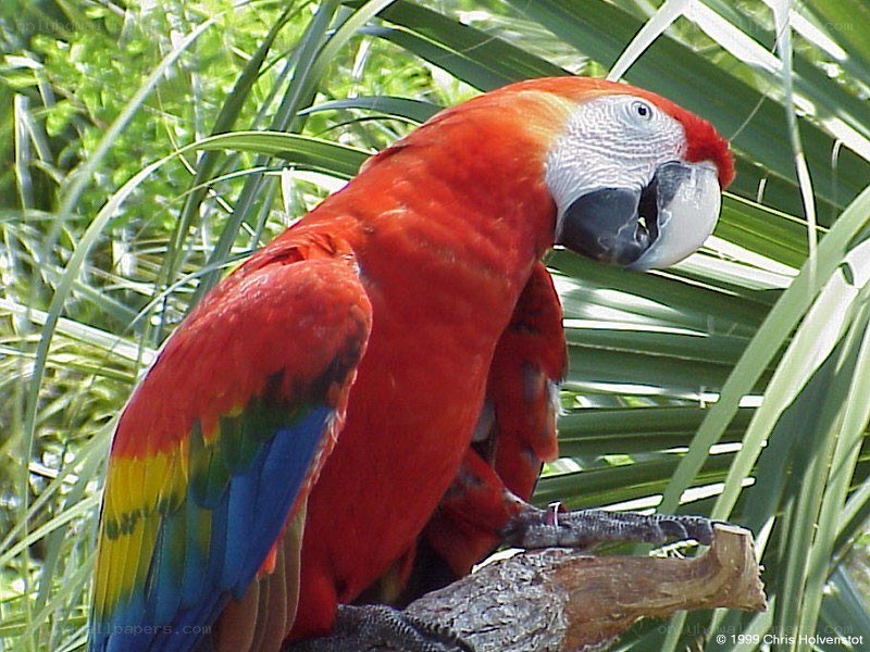 Red parrot on a branch