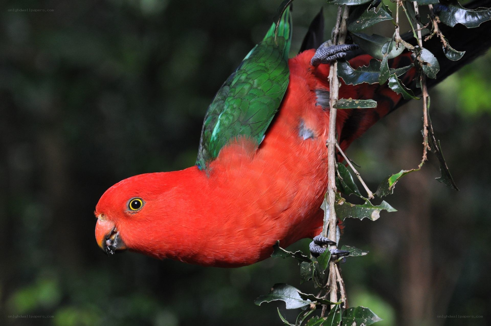 Red parrot on a branch