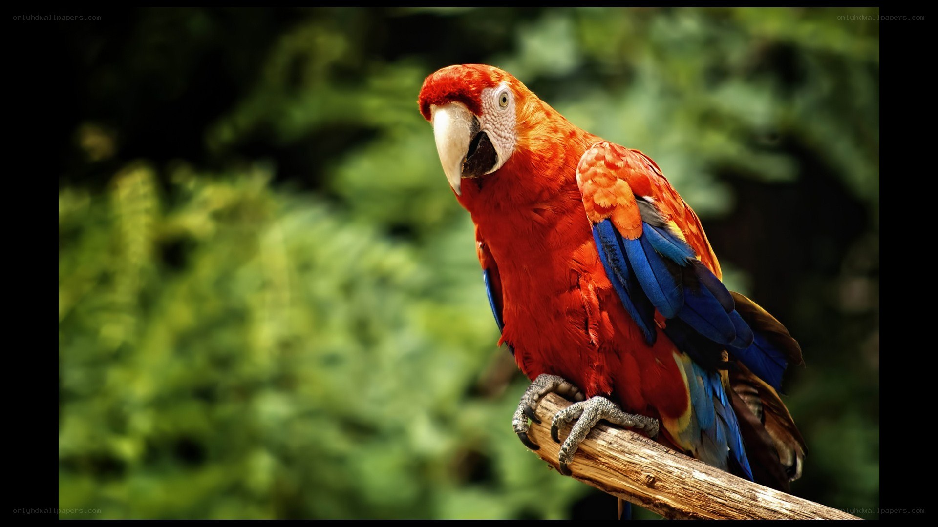 Red parrot on a branch