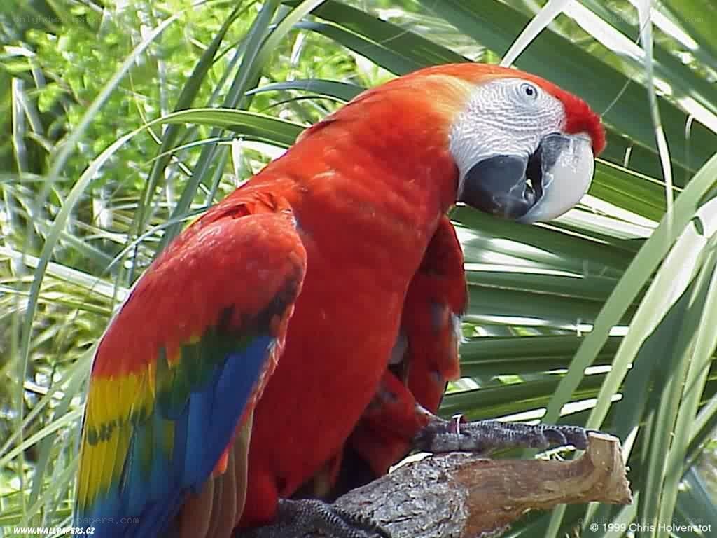 Red parrot on a branch