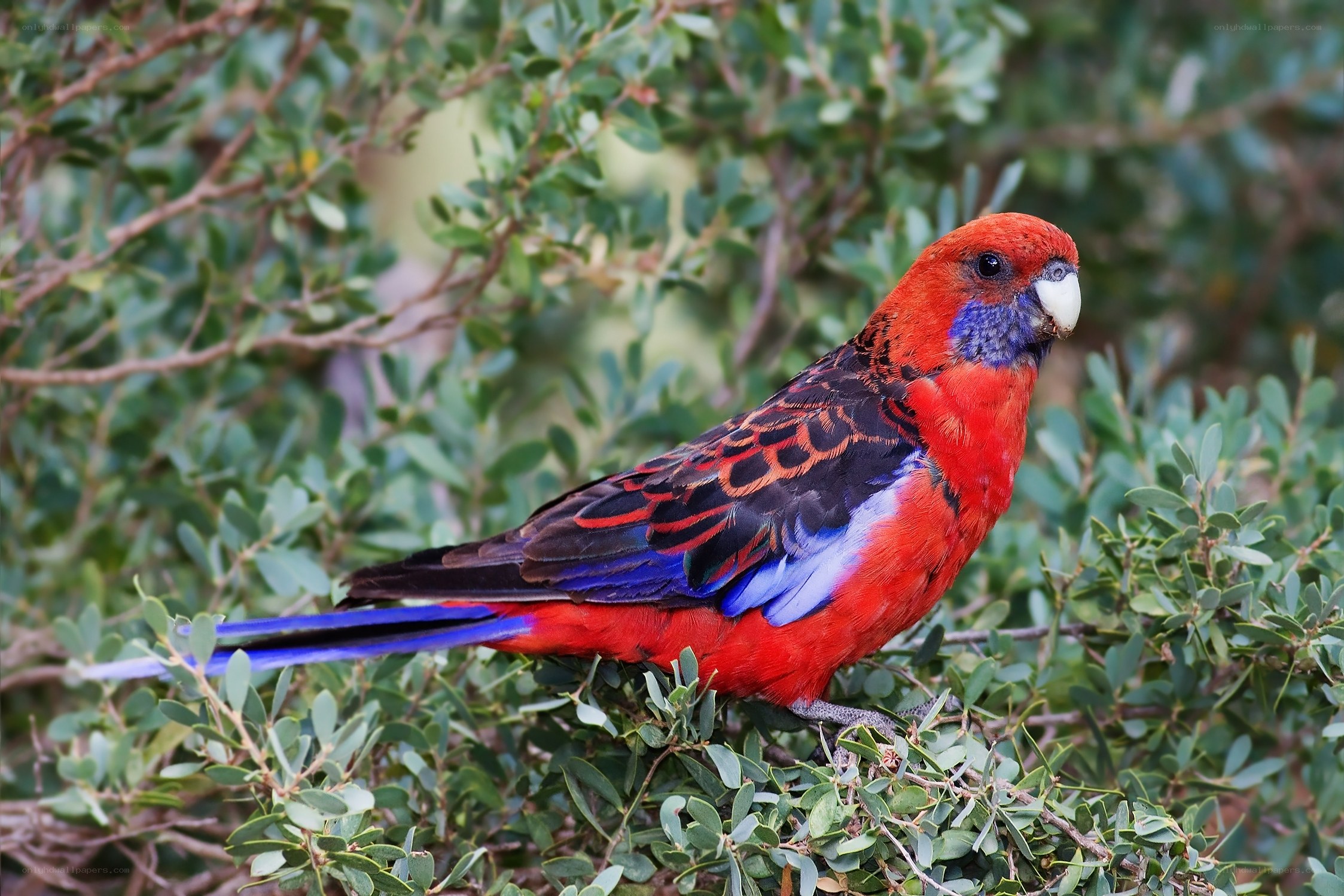 Red parrot on a branch