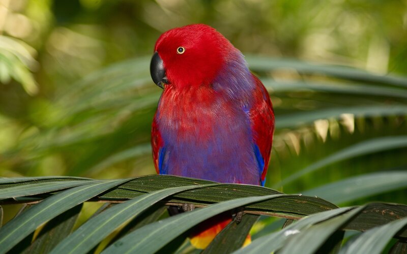 Red parrot on a leaf