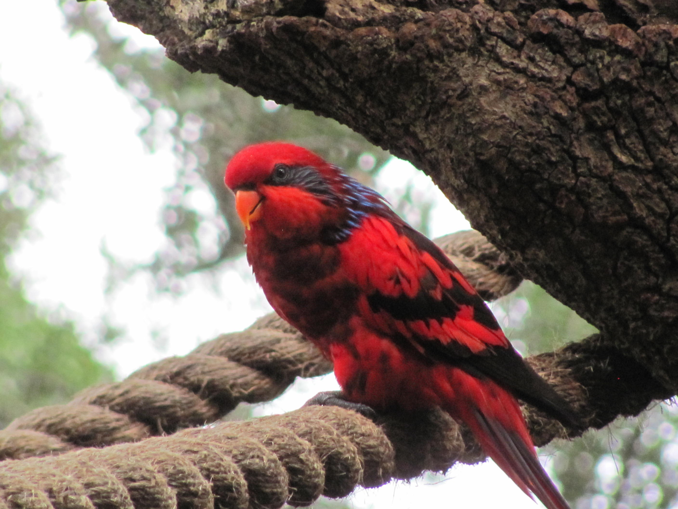 Red parrot on a rope