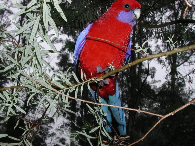 Red parrot on a tree branch