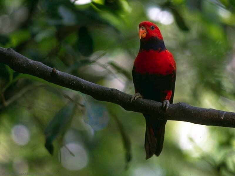 Red parrot on a tree branch
