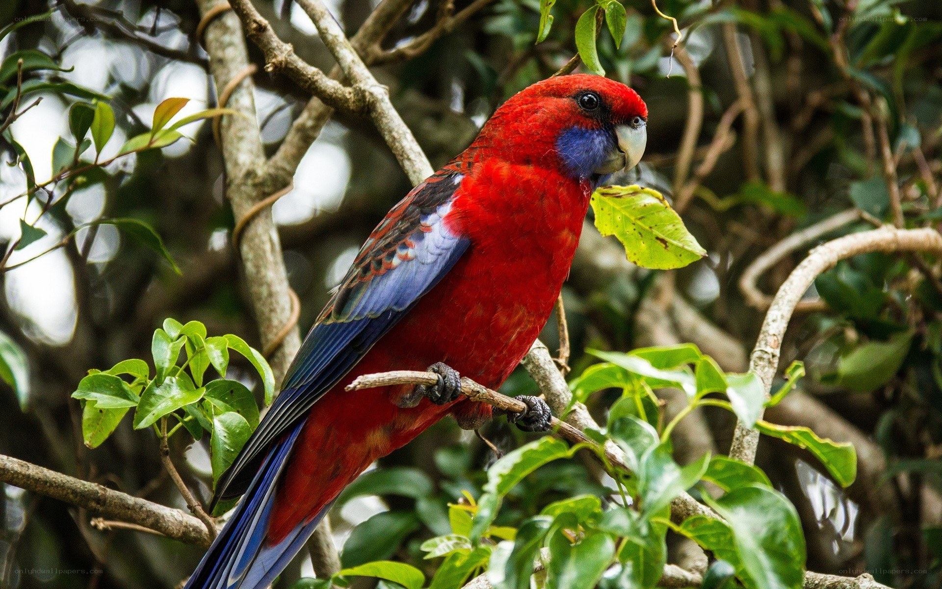Red parrot on a tree branch
