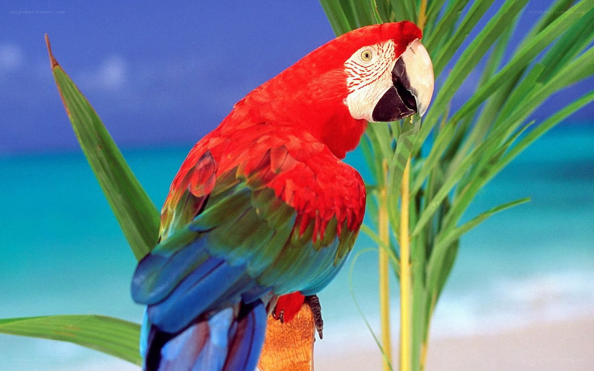 Red parrot on a tropical branch