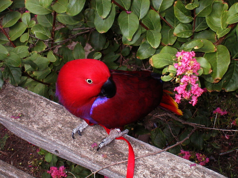 Red Parrot on Branch — Calm, Afternoon, Photograph