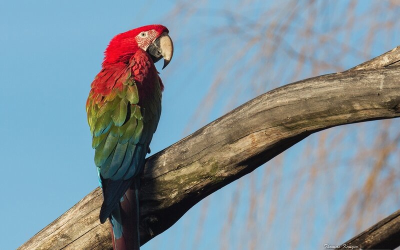 Red Parrot on Branch — Calm, Afternoon