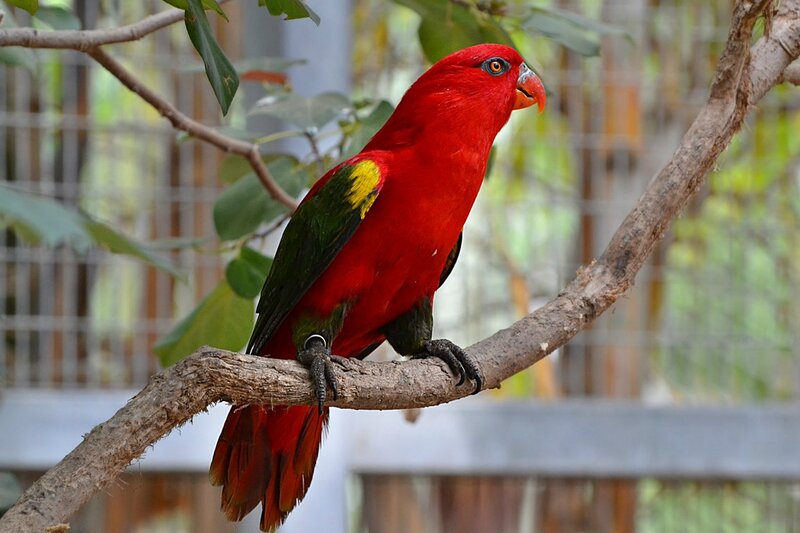 Red Parrot on Branch — Calm, Photograph, Leaves