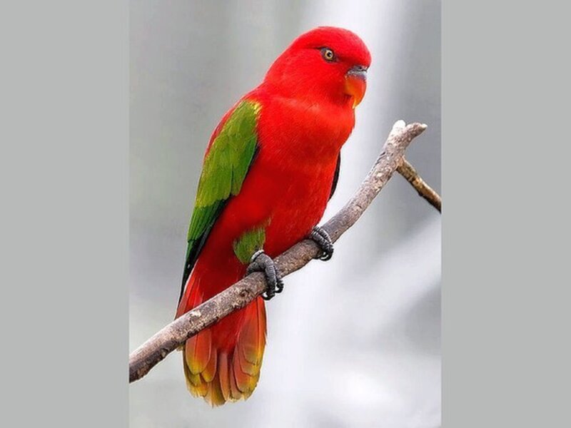 Red Parrot on Branch — Calm, Photograph