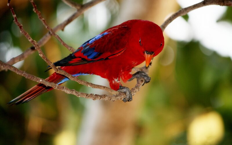 Red Parrot on Branch — Calm, Photograph, Tree