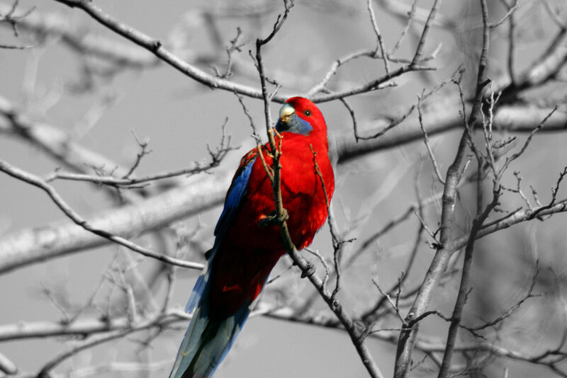 Red Parrot on Branch — Calm