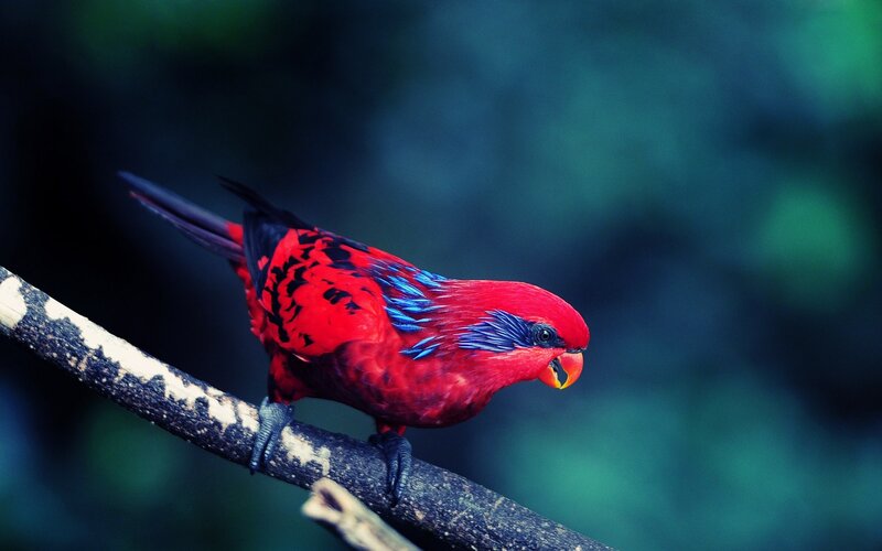 Red Parrot on Branch — Dramatic