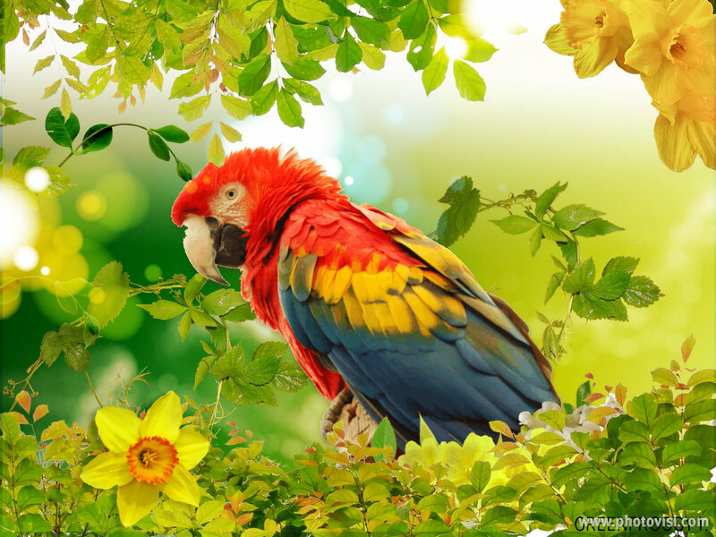 Red Parrot on Branch — Green