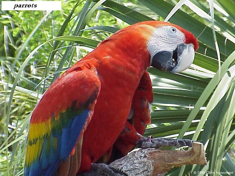 Red Parrot on Branch — Natural, Afternoon