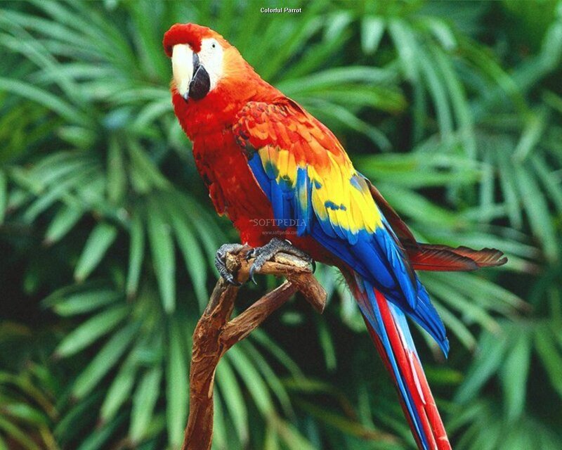 Red Parrot on Branch — Natural, Photograph