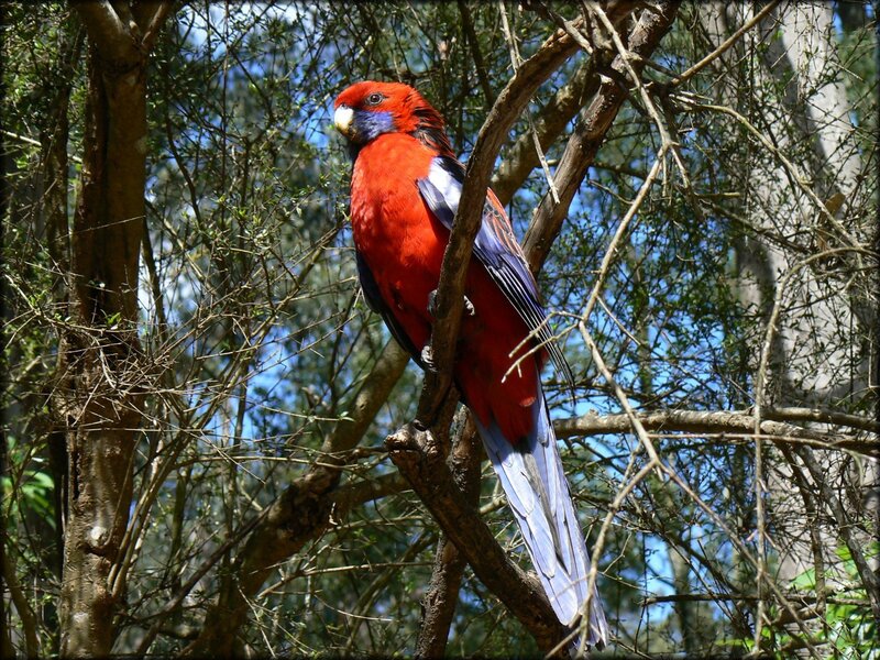 Red Parrot on Branch — Natural