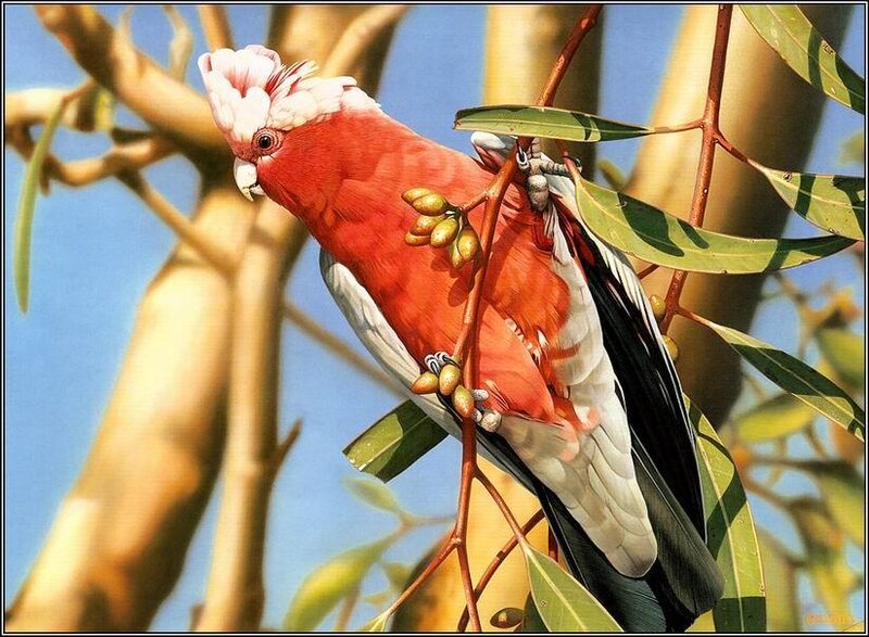 Red Parrot on Branch