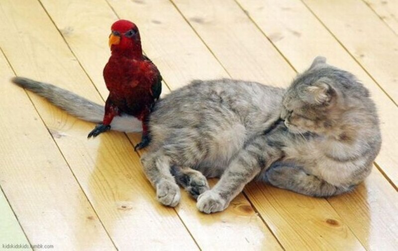 Red Parrot on Cat