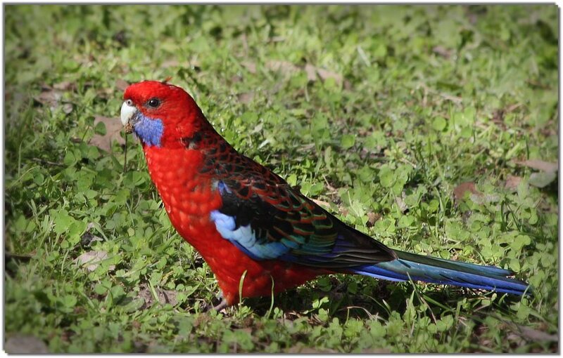 Red parrot on grass