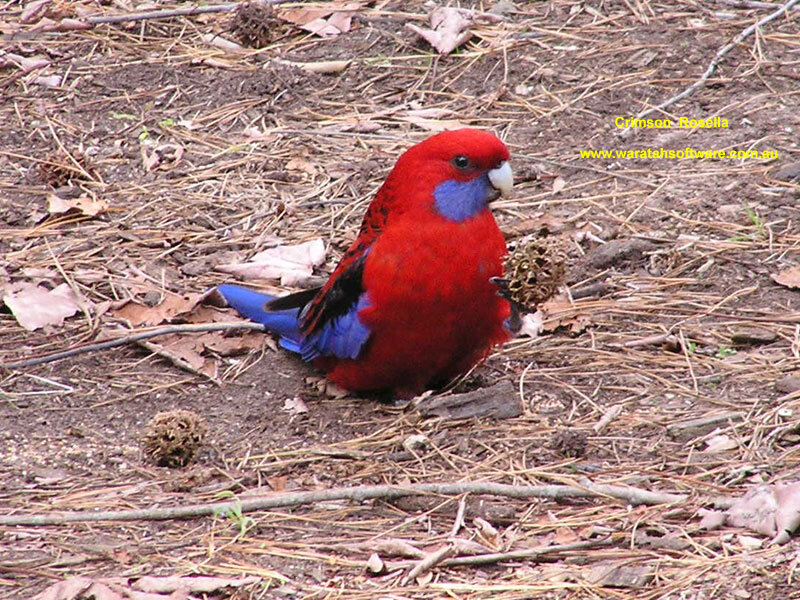Red Parrot on Ground