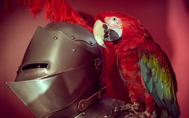 Red Parrot on Helmet