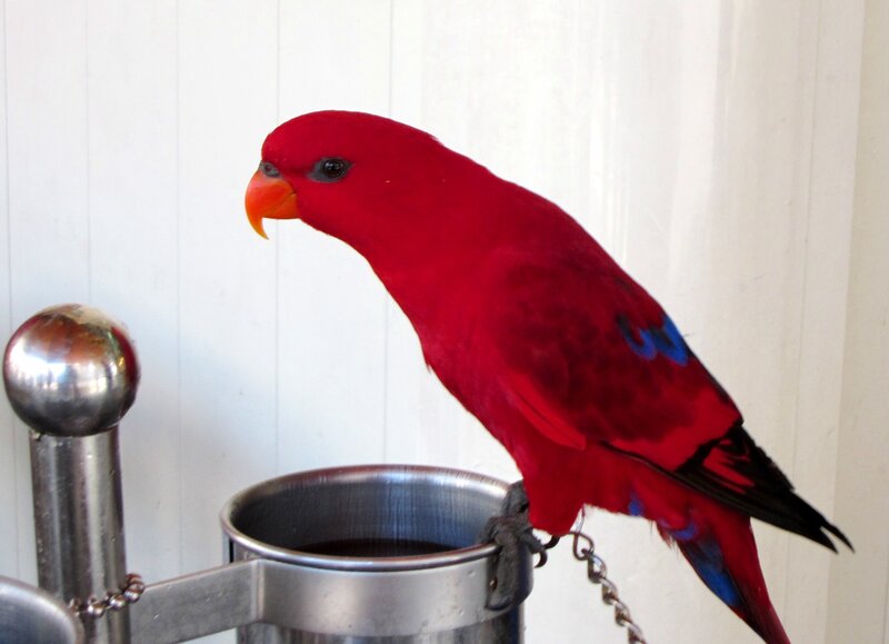 Red Parrot on Perch