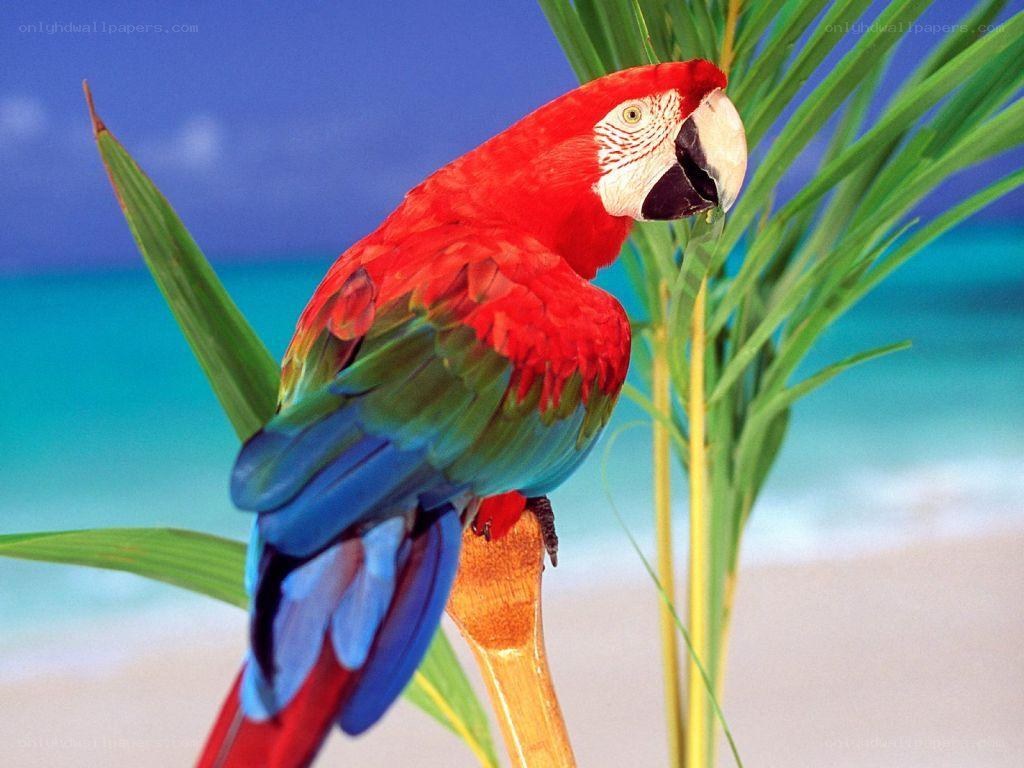 Red parrot on tropical beach