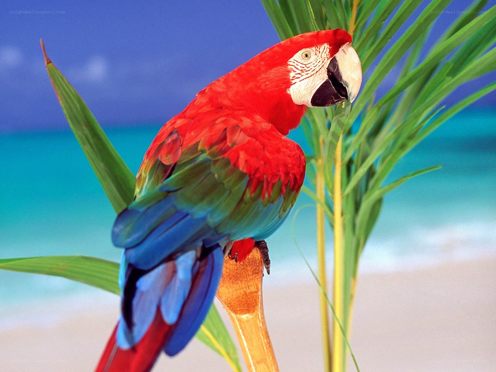 Red parrot on tropical beach