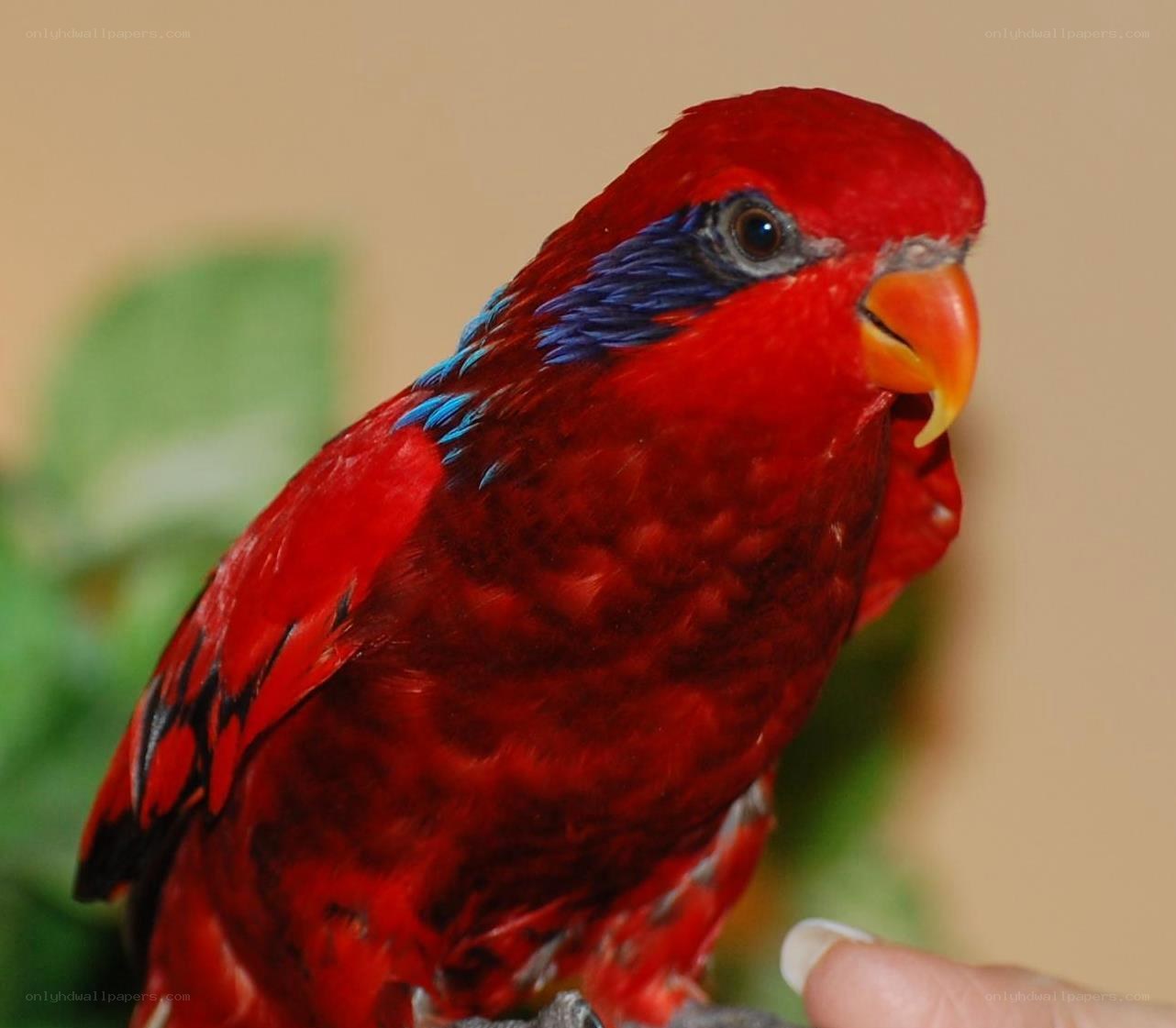 Red parrot with blue markings