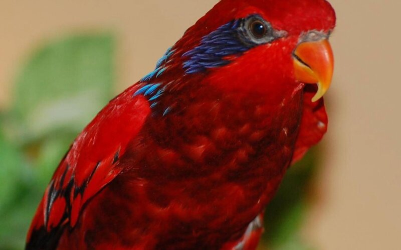 Red Parrot with Blue Markings — Calm