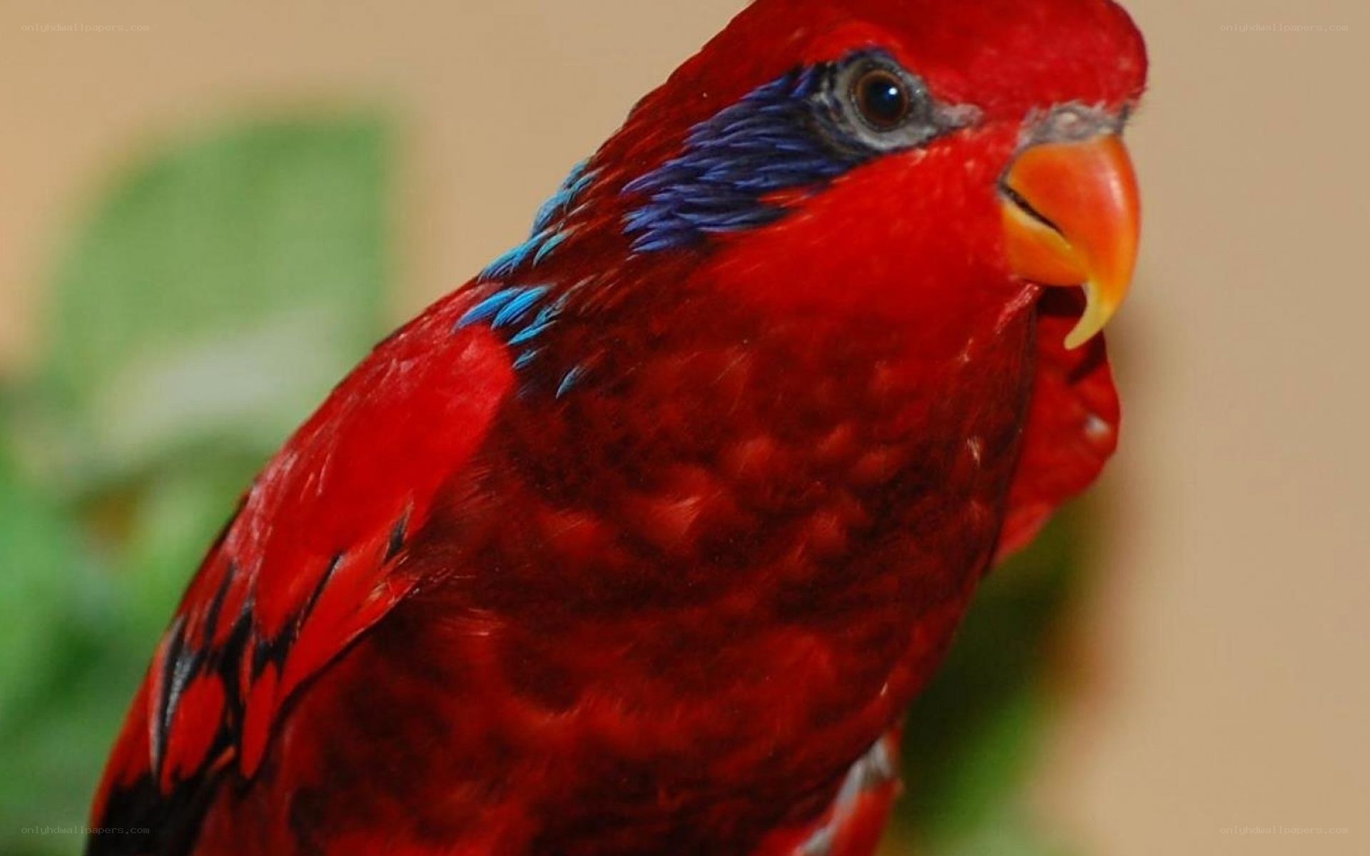 Red parrot with blue markings