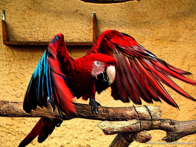 Red parrot with blue wings