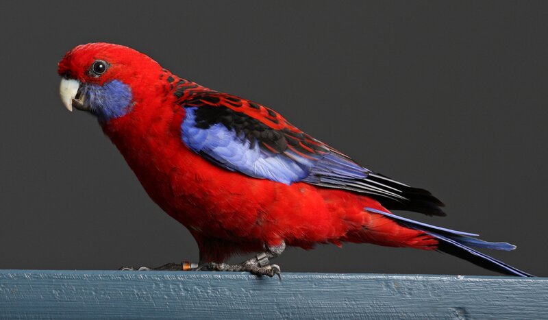 Red Parrot with Blue Wings — Calm