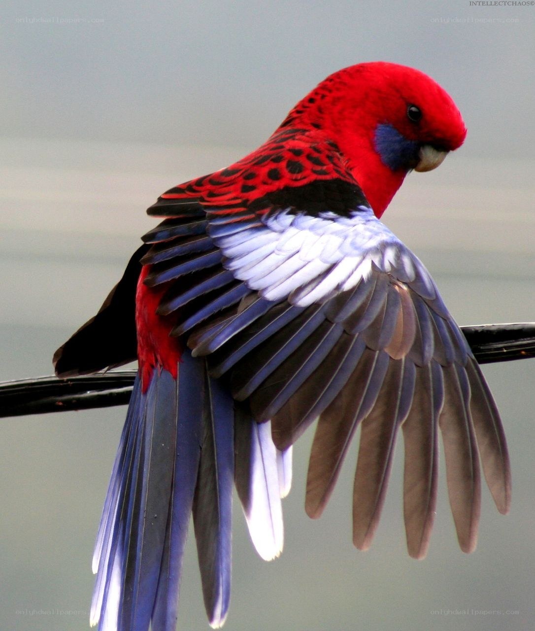 Red parrot with blue wings
