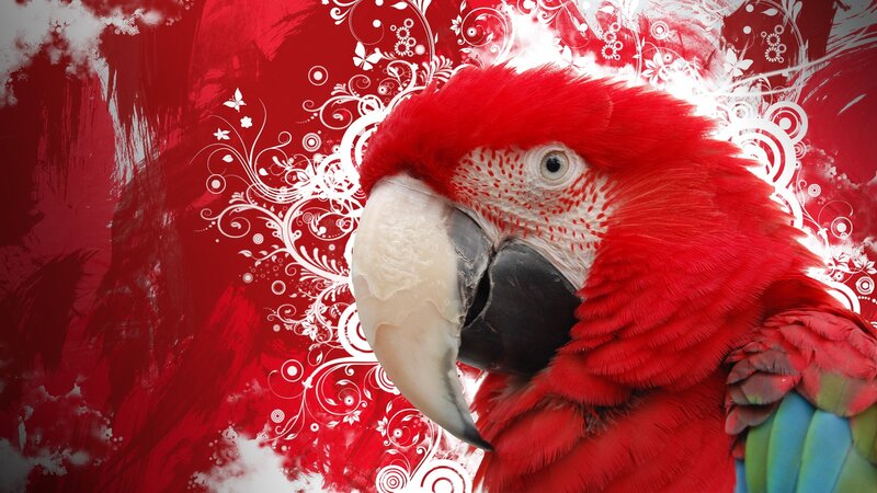 red parrot with floral design