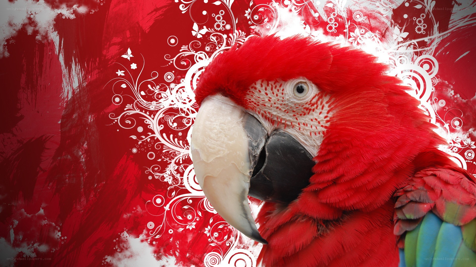 red parrot with floral design