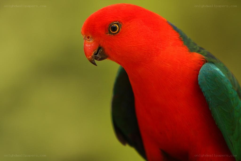 Red parrot with green wings