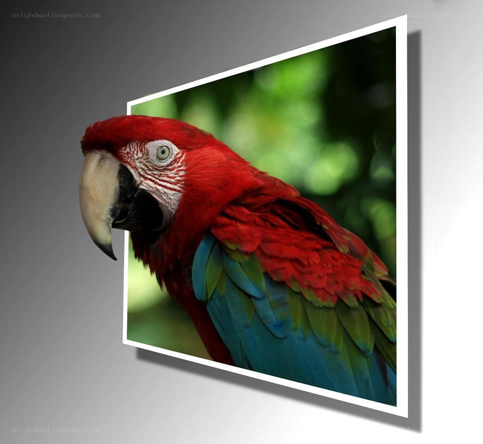 Red parrot with green wings