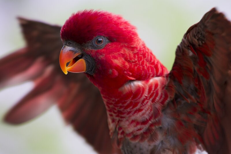 Red Parrot with Open Beak