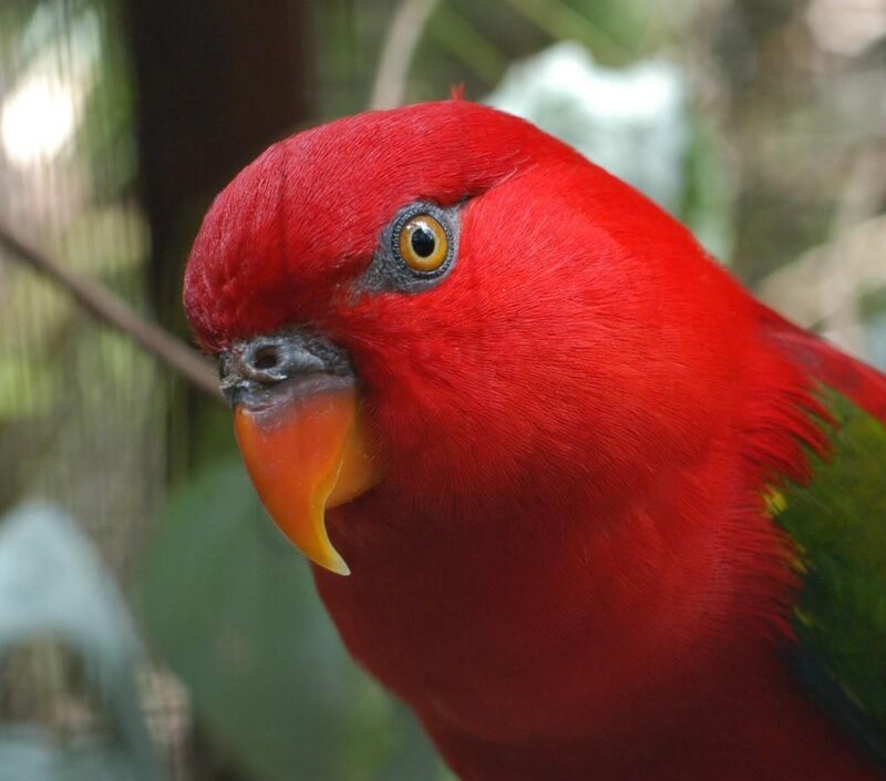 Red Parrot with Yellow Beak