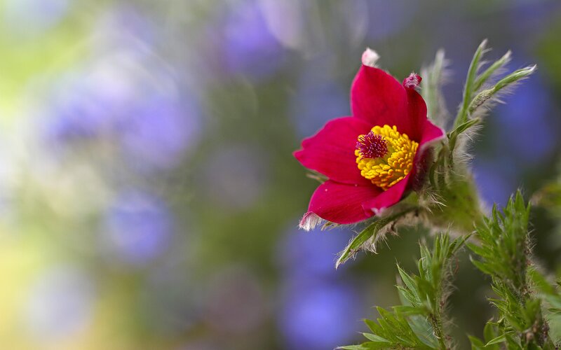 Red Pasqueflower Bloom — Serene