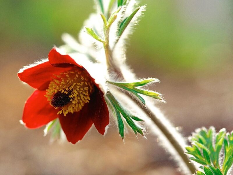 Red Pasqueflower Bloom