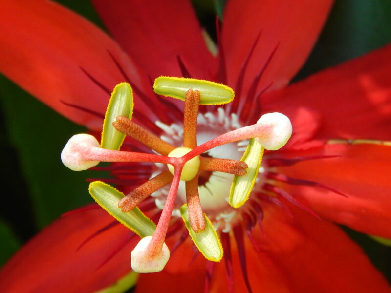 Red Passion Flower