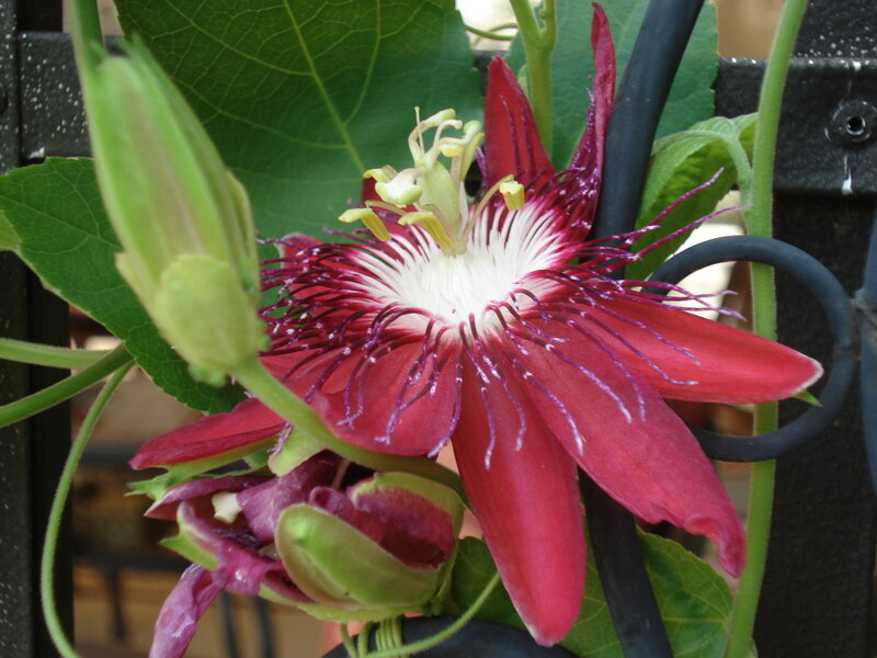 Red passionflower in bloom