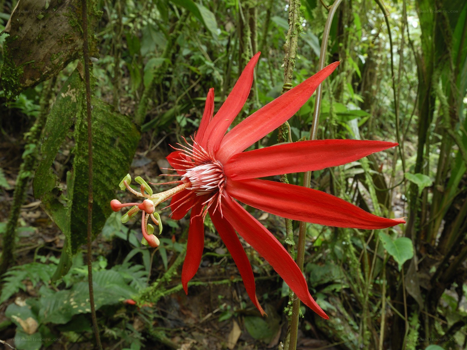 Red passionflower in forest